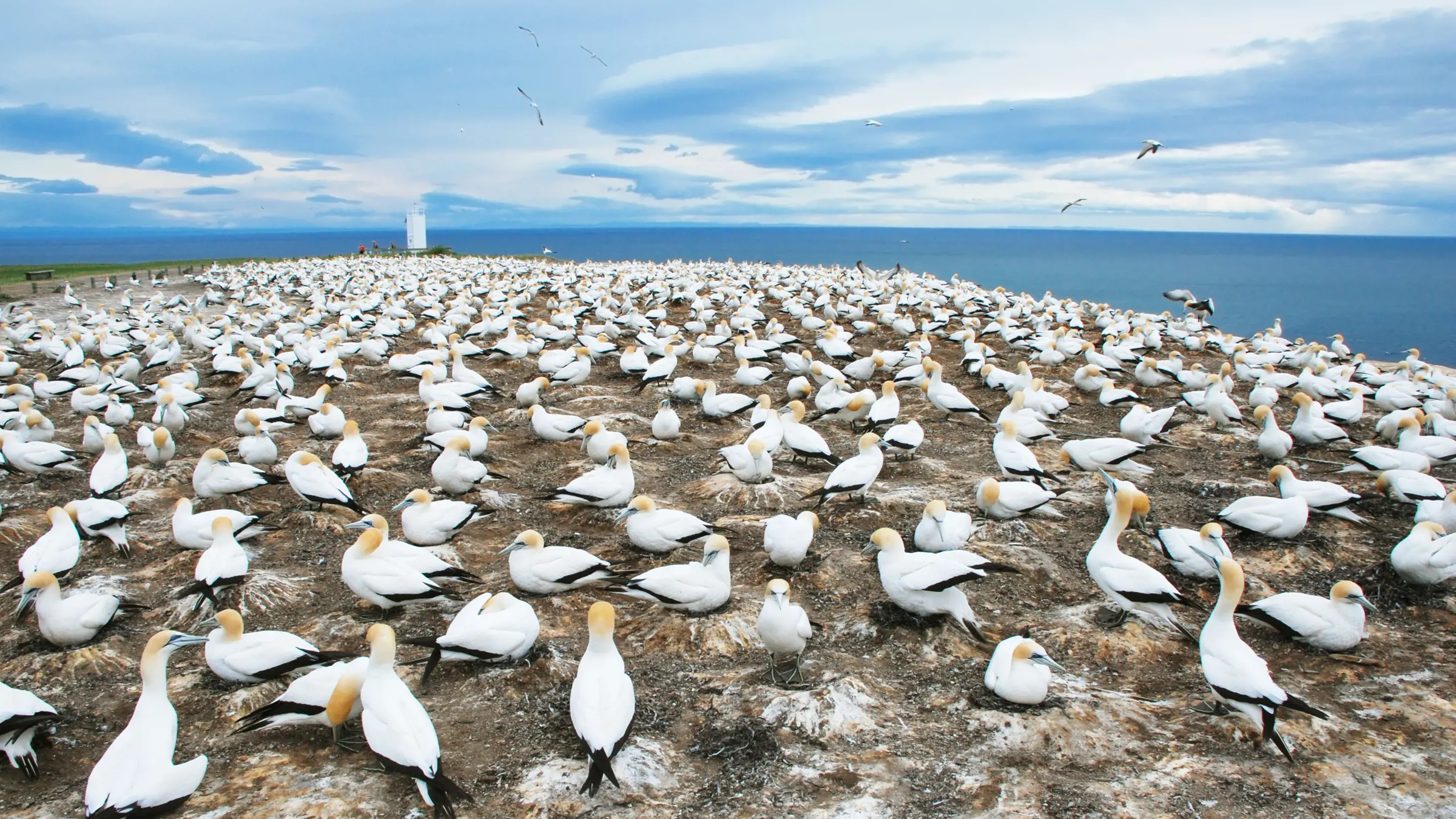 Tölpelkolonie beobachten am Cape Kidnappers